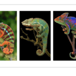 07_chameleon